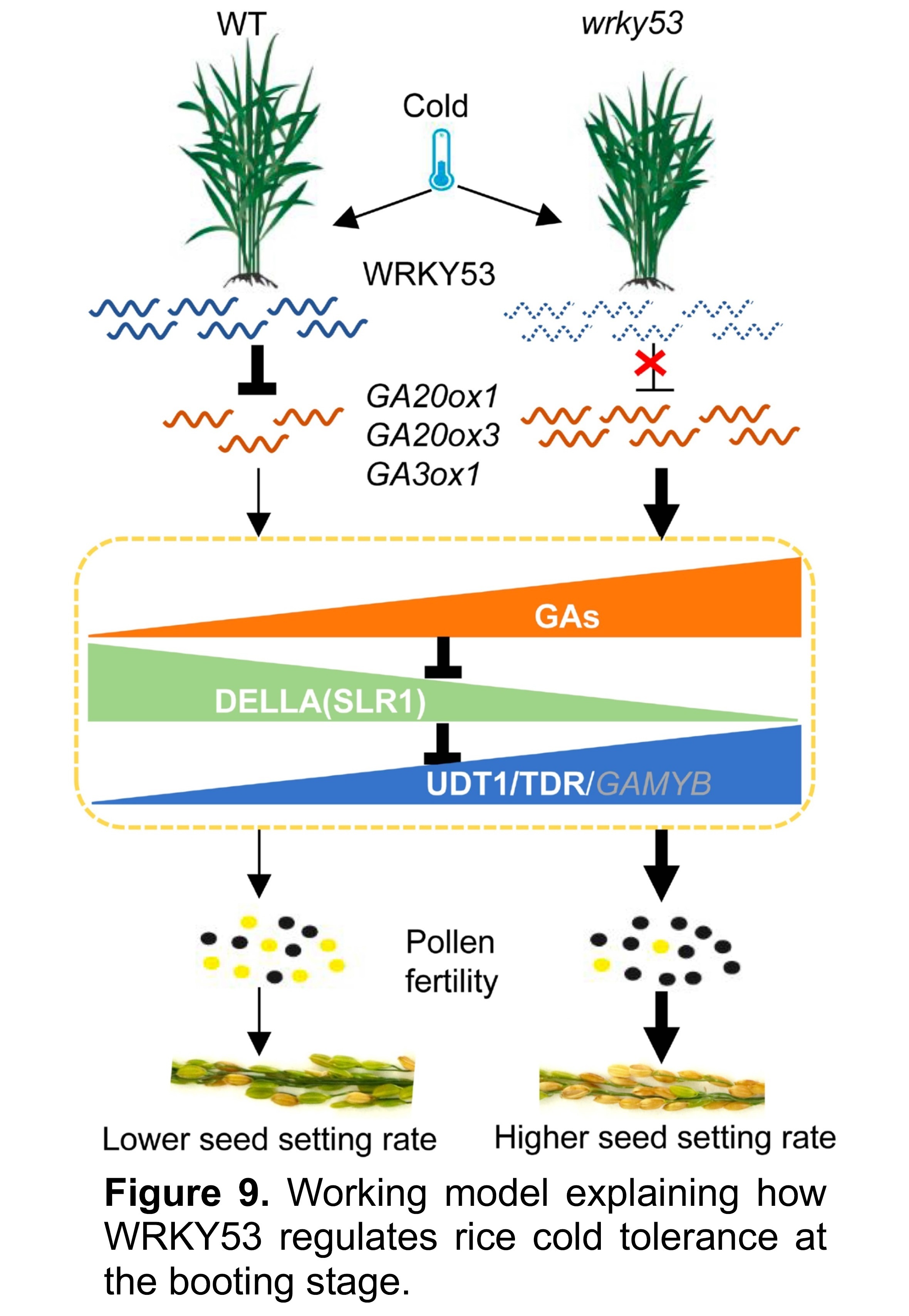 WRKY53 negatively regulates rice cold tolerance...