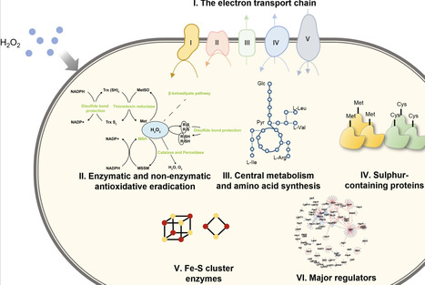 Elucidating the Mechanism of Temporal Adaptation to Hydrogen Peroxide-Induced Oxidative Stress in Corynebacterium glutamicum | mbt | RMH | Scoop.it