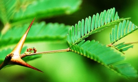 Les plantes ont évolué autour des fourmis, développant des moyens de tromper les insectes pour les protéger et répandre leurs graines | EntomoNews | Scoop.it