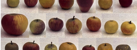 Quand l’art est au service de la recherche agronomique | Insect Archive | Scoop.it