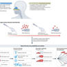 Mucosal Immunity