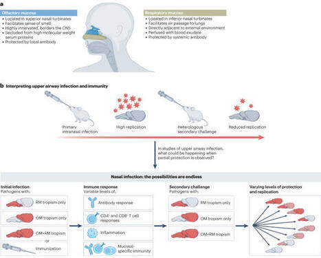 Olfactory immunology: the missing piece in airway and CNS defence | Nature Reviews Immunology | Mucosal Immunity | Scoop.it