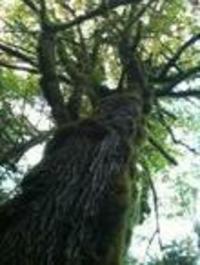 How Mother Trees Connect the Forest - Short Vid...