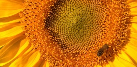 CUED: &iquest;Cu&aacute;l es la base de toda metodolog&iacute;a activa? | Educaci&oacute;n Siglo XXI, Econom&iacute;a 4.0 | Scoop.it