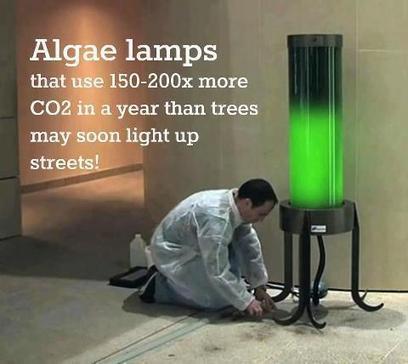 Algae lamps | Eco-Friendly Lifestyle | Scoop.it