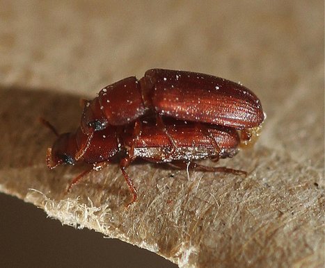 Le comportement bisexuel chez un coléoptère mâle Tenebrionidae serait tout bonnement dû à son incompétence / ‘Bi-sexual’ beetles are simply inept, new study finds | EntomoNews | Scoop.it