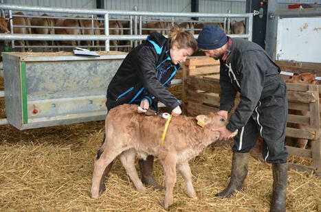 Élevage bovins viande : plus de la moitié des poids de naissance déclarés reposent sur une estimation | SCIENCES DE L' ANIMAL | Scoop.it