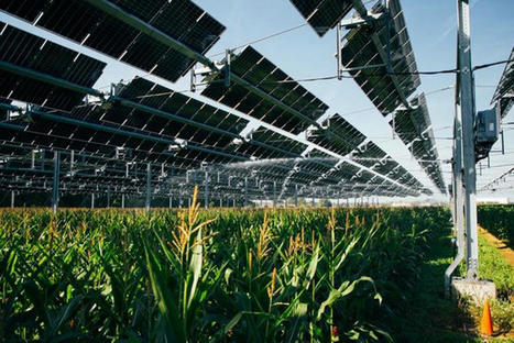 Le groupe niçois TSE inaugure une canopée agrivoltaïque - Usie Nouvelle | Pour innover en agriculture | Scoop.it