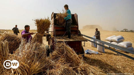 MIDDLE EAST - Ukraine war: Will the wheat crisis bring more food independence? | MED-Amin network | Scoop.it