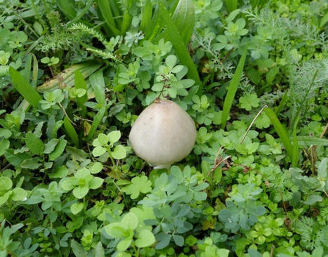 Lettre d'information INPN Esp&egrave;ces n&deg; 7 - D&eacute;cembre 2020 | Biodiversit&eacute; | Scoop.it