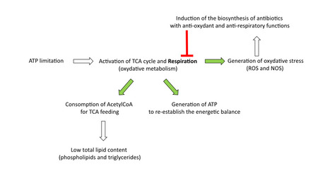 The Generation of an Artificial ATP Deficit Triggers Antibiotic Production in Streptomyces lividans | I2BC Paris-Saclay | Scoop.it