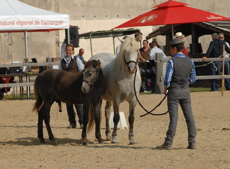 Le cheval Camargue en majesté | Camargue Nature | Scoop.it