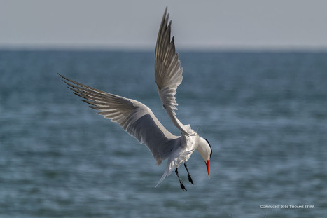 Tern in Mid-Air at 60 FPS | Mirrorless Cameras | Scoop.it