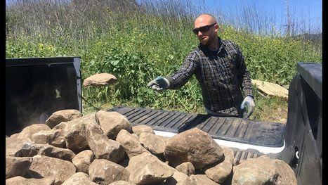 Free Montecito rocks in county pile brings out many takers | Coastal Restoration | Scoop.it