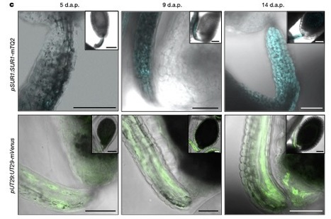Export of defensive glucosinolates is key for their accumulation in seeds | Plant and Seed Biology | Scoop.it