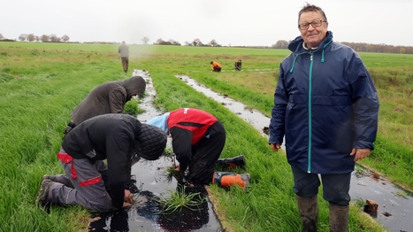 "C’était quand même une connerie à l’époque" : un agriculteur retraité du Sud-Touraine replante les haies qu’il avait arrachées | Revue de presse économique du Sud Touraine | Scoop.it