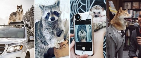 Animal Influencers: The Stories Behind 11 Famous Pets on Instagram | Public Relations & Social Marketing Insight | Scoop.it