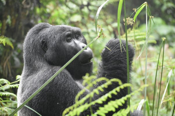The 5 best places to visit in Rwanda for gorilla spottings | The UHNW Lifestyle Report | Scoop.it