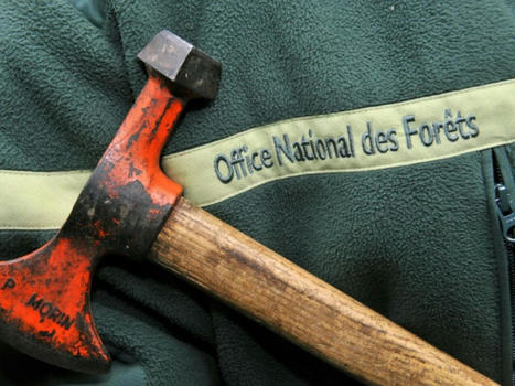 Les forestiers franciliens visés "quotidiennement" par des violences | Biodiversité | Scoop.it
