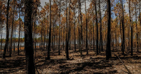 "Une proportion significative des arbres est en train de mourir", alerte le microbiologiste Francis Martin | Biodiversité | Scoop.it