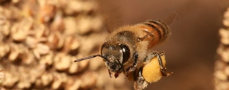Le d&eacute;clin des abeilles : la d&eacute;sinformation scientifique passe-t-elle inaper&ccedil;ue ? | ACS | EntomoNews | Scoop.it