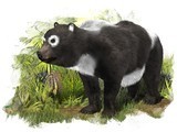Prehistoric "Panda" Found in Spain&mdash;Giant Panda Has European Roots? | Amazing Science | Scoop.it