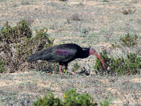 Biodiversité : La deuxième réunion du groupe de travail international sur l’ibis chauve se tient à Agadir  | Les oiseaux au gré du vent | Scoop.it