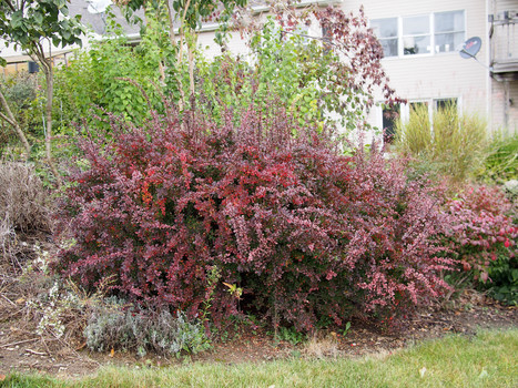 Newtown Township Bans "Noxious Weeds" Including Invasive Japanese Barberry | Newtown News of Interest | Scoop.it