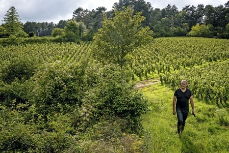 La colère bio. Emmanuel Giboulot, vigneron combattant | Phytosanitaires et pesticides | Scoop.it