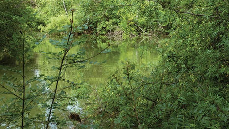 Zoom sur la Réserve naturelle régionale Confluence Garonne-Ariège | La lettre de Toulouse | Scoop.it