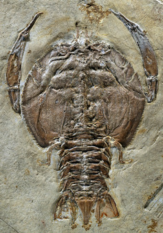 Dans ces gisements exceptionnels, de fabuleux fossiles… | Variétés entomologiques | Scoop.it