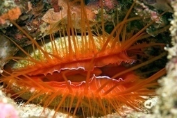 How the Disco Clam Got its Flash | Biomimicry | Scoop.it