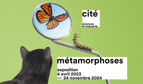 métamorphoses - Expos temporaires - Au programme - Cité des sciences et de l'industrie | Variétés entomologiques | Scoop.it