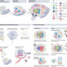 Immunology and Biotherapies