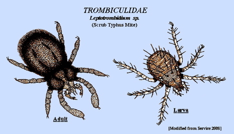 Le point sur le typhus des broussailles en Inde, au Népal et en Thaïlande | EntomoScience | Scoop.it