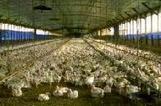 Pourquoi et comment réduire l'antibiorésistance dans l'élevage ? - Agriculture - Environnement - écologie et environnement | SCIENCES DE L' ANIMAL | Scoop.it