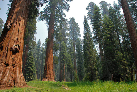 Préjudice écologique : les arbres doivent-ils pouvoir plaider ? | Les Colocs du jardin | Scoop.it