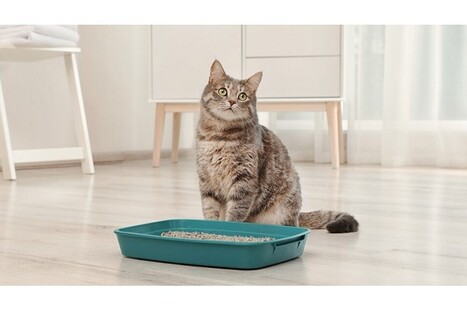 Cat Litter Boxes Market to Reach USD 5.6 Billion by 2035, Driven by Sustainability Trends and Growing Pet Adoption | FMI - Waste Management & Recycling News Today - EIN Presswire | Industry 411 - Waste Management | Scoop.it