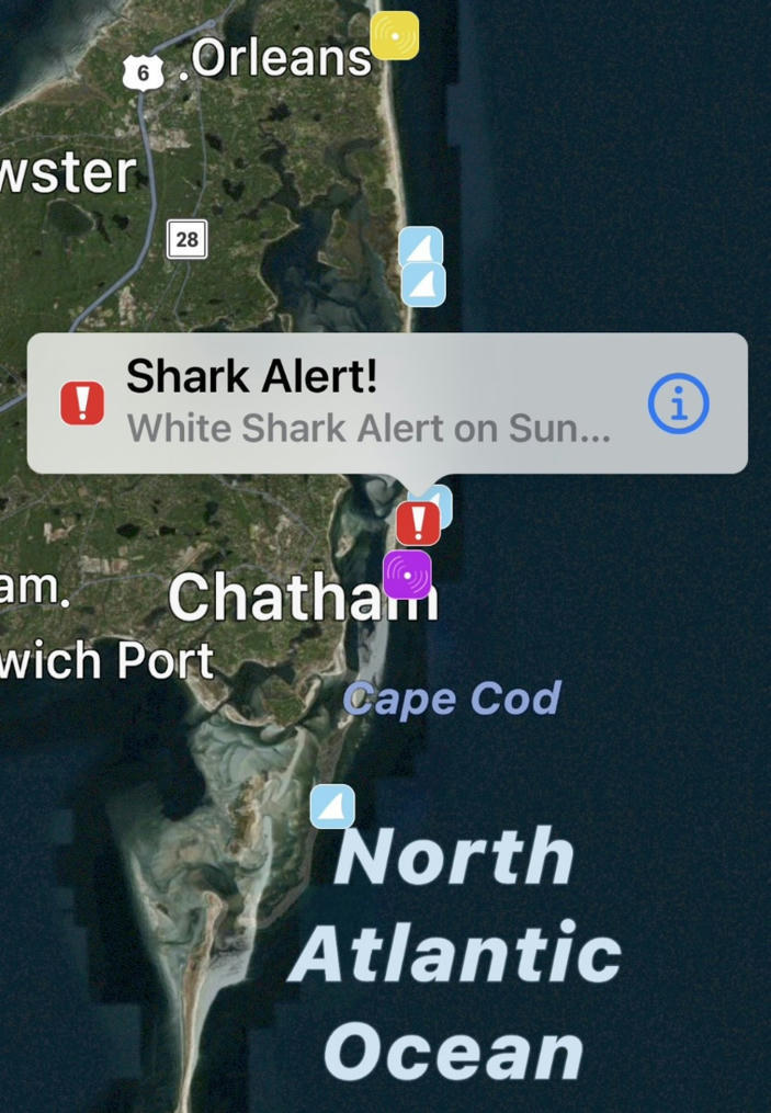 Cape Cod shark sightings light up Sharktivity a...