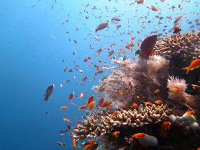 Soyons attentifs à la rumeur sous-marine - Parc naturel marin Mayotte | Biodiversité | Scoop.it