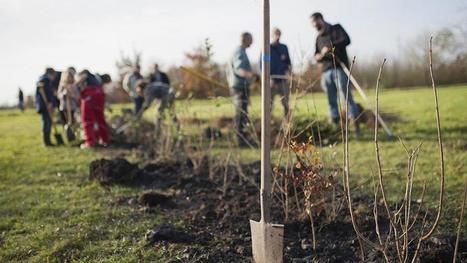 Faites un don pour planter des arbres dans le Nord-Pas-de-Calais | Vers la transition des territoires ! | Scoop.it