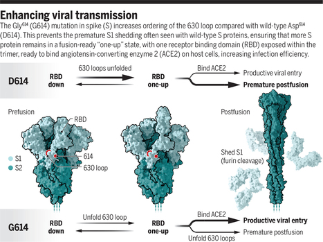 How SARS-CoV-2 first adapted in humans | Infectious Diseases | Scoop.it