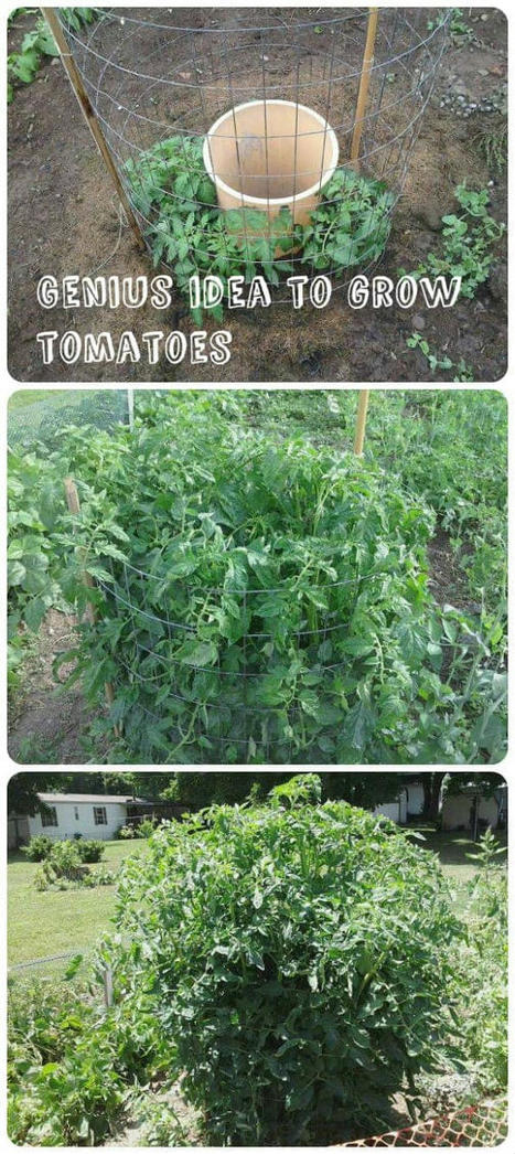 Genius Idea To Grow Tomatoes | 1001 Gardens ideas ! | Scoop.it