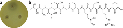 Gold biomineralization by a metallophore from a gold-associated microbe | Natural Products Chemistry Breaking News | Scoop.it