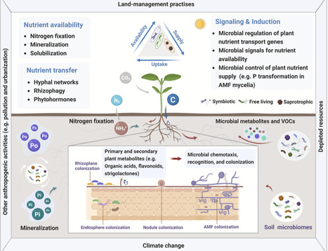 Microbiome-facilitated plant nutrient acquisition | chm | RMH | Scoop.it