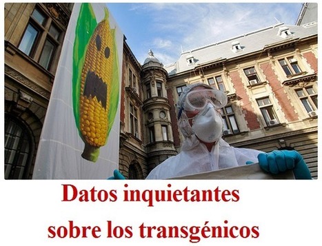 Datos inquietantes sobre los transgénicos | PIENSA en VERDE | Scoop.it