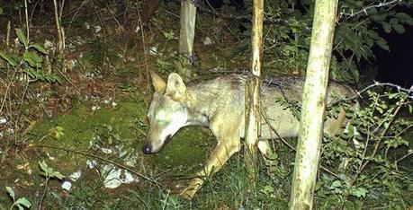 Aire Urbaine | Le loup a disparu depuis le mois d’octobre, mais tout le monde le voit encore - Le Pays | Loup | Scoop.it