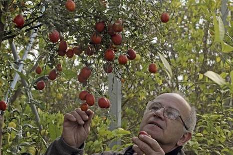 Australia's exotic citrus leaves a sharp impression | The Japan Times | The Asian Food Gazette. | Scoop.it