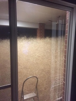 Fast-growing tumbleweed called hairy panic blows into Australian city | No Such Thing As The News | Scoop.it