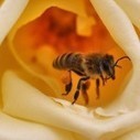 Le sulfoxaflor, nouveau tueur d’abeilles | Toxique, soyons vigilant ! | Scoop.it